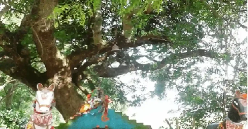 Gugga-Pir-Shrine-Tree